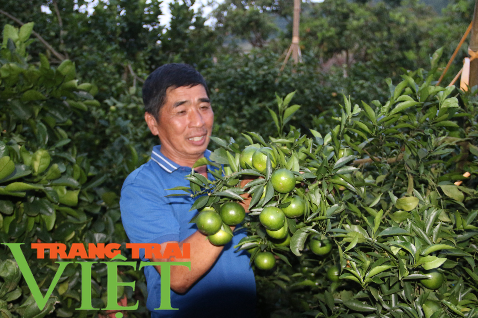 Trồng cam Canh nơi biên ải, lão nông đổi đời - Ảnh 2.