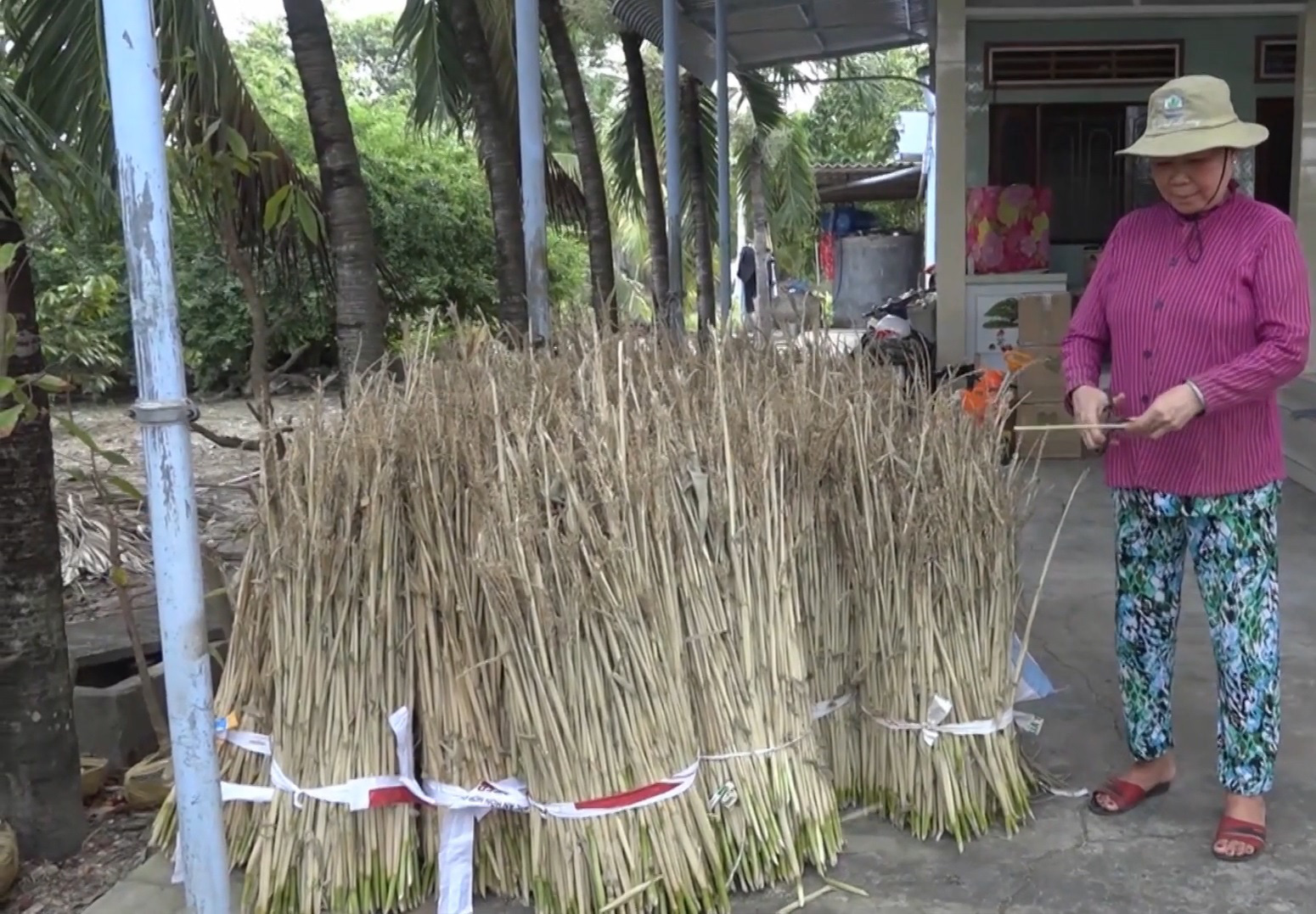 Làm phao câu cá từ thân cây ngô (cây bắp) tăng thu nhập cho người dân - Ảnh 3.