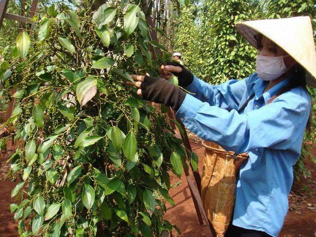 Giá nông sản hôm nay (14/12): Giá cà phê và tiêu ổn định trong khi lợn hơi miền Bắc chạm ngưỡng 72.000 đồng/kg - Ảnh 1.