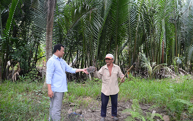 Bến Tre: Đến lạ, đi săn loài chuột tinh ranh dân không ra ngoài đồng mà leo lên cây - Ảnh 4.