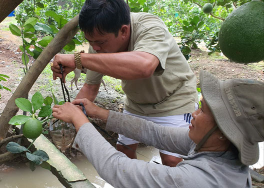 Trái cây độc lạ chưng Tết ở miền Tây mất mùa, 4 vườn lớn thì 3 vườn thất bại - Ảnh 1.