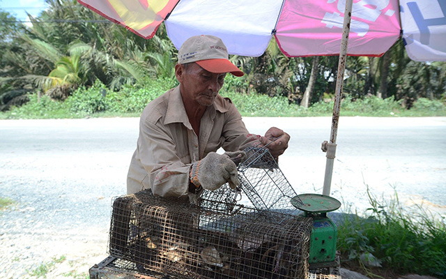 Bến Tre: Đến lạ, đi săn loài chuột tinh ranh dân không ra ngoài đồng mà leo lên cây - Ảnh 1.