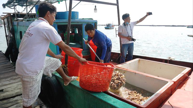 Kiên Giang: Ra đảo Hòn Tre xem dân bắt loài nhìn như con tôm mà cũng giống con bọ ngựa, bán thành đặc sản - Ảnh 1.