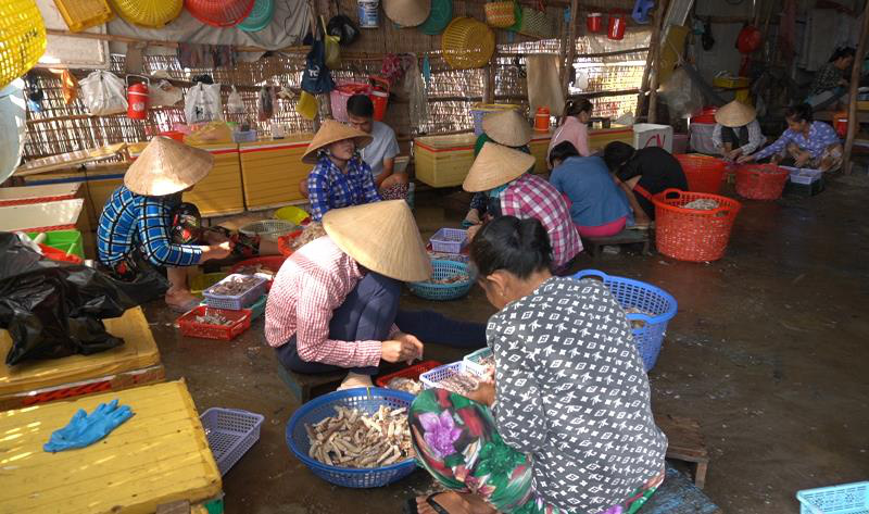 Kiên Giang: Ra đảo Hòn Tre xem dân bắt loài nhìn như con tôm mà cũng giống con bọ ngựa, bán thành đặc sản - Ảnh 4.