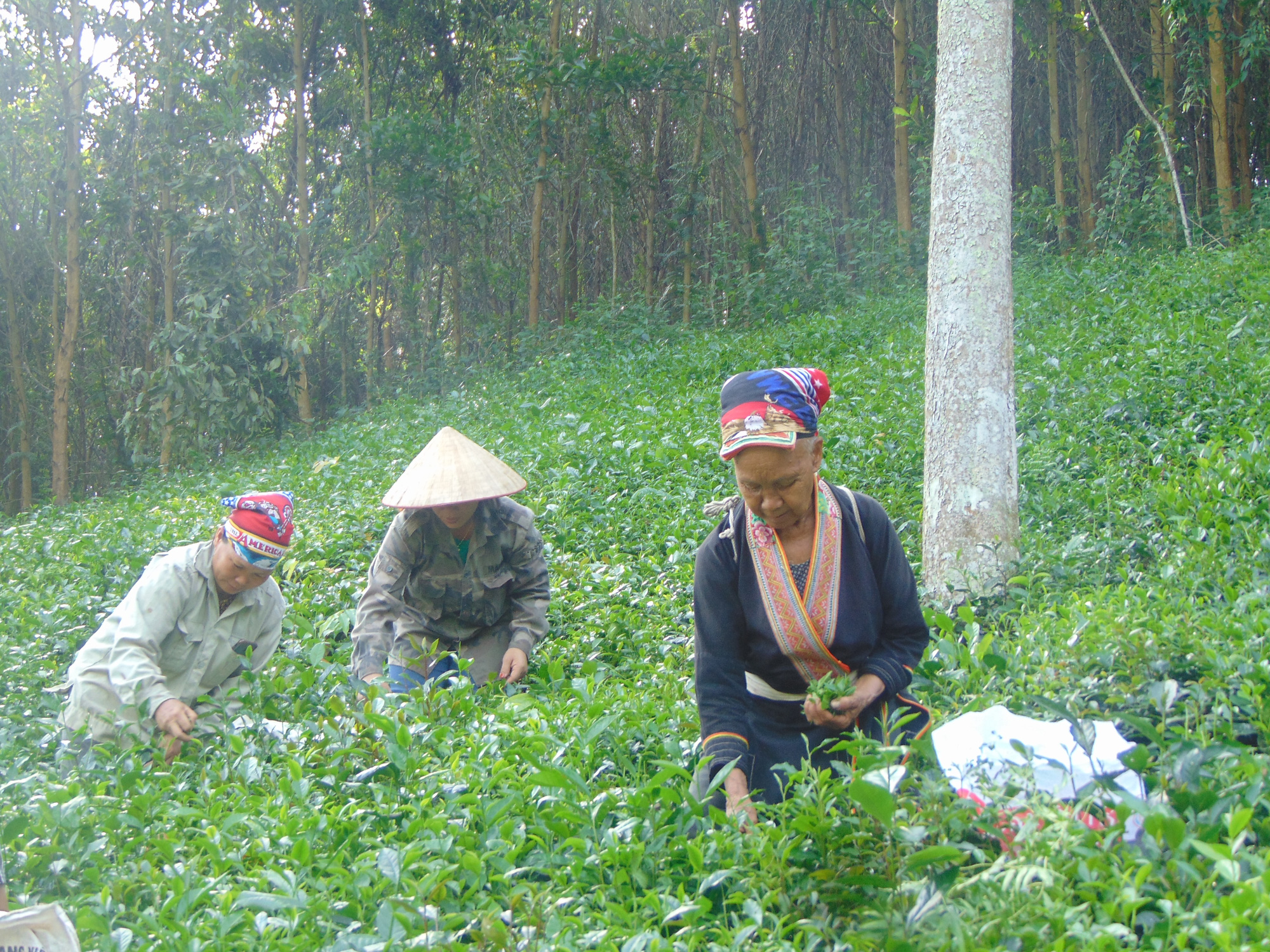 Nâng cao chất lượng góp phần phát triển thương hiệu chè Thái Nguyên - Ảnh 2.