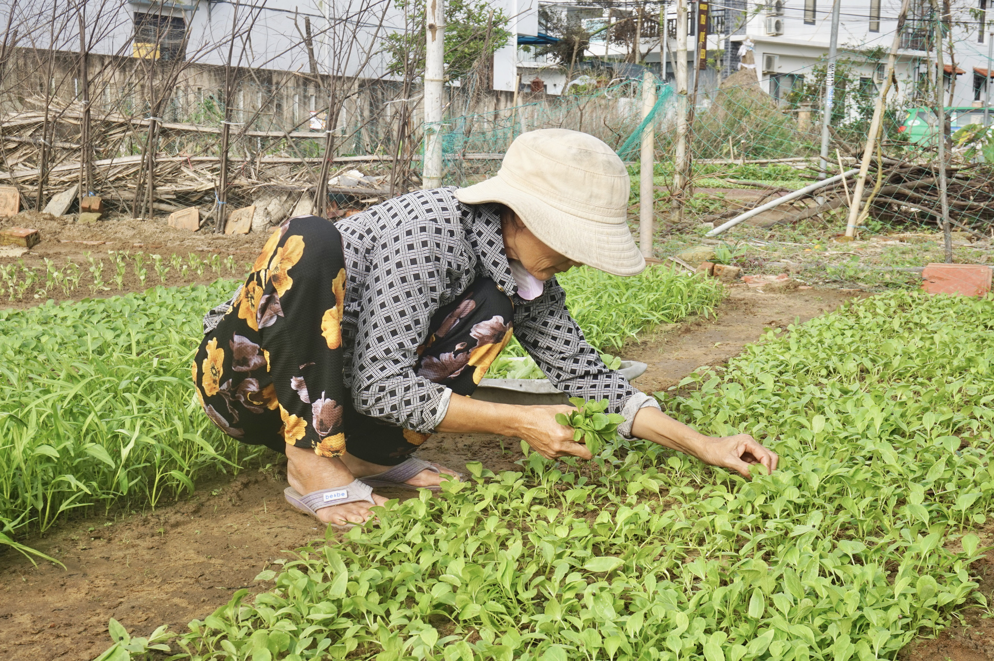 Nông dân ở làng rau sạch lớn nhất xứ Quảng hối hả vào vụ Tết - Ảnh 2.