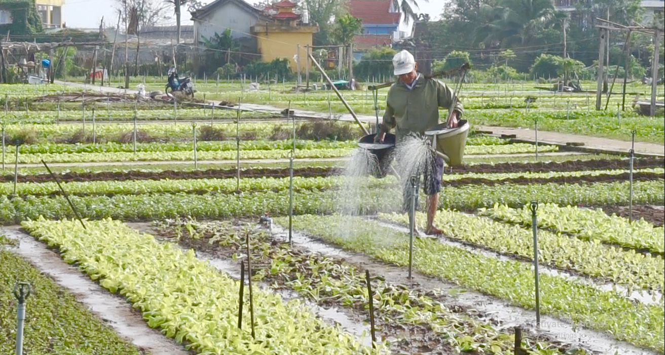 Làng rau Trà Quế: 2 sào rau thu hơn 500.000 đồng/ngày