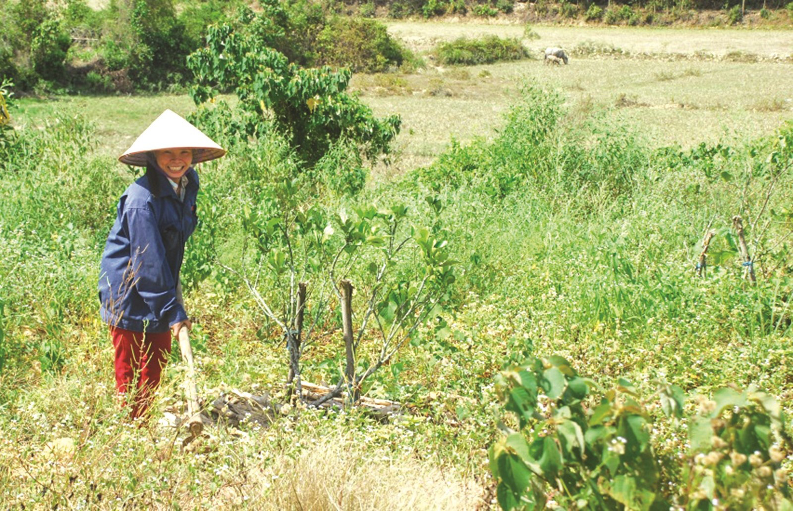 3 đối tượng được miễn thuế sử dụng đất nông nghiệp mới nhất - Ảnh 1.