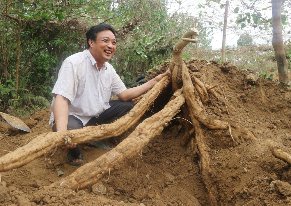 Sau lũ lụt ở miền Trung, Cục Trồng trọt khuyên đắp ụ đất to trồng loại cây gì đơn giản mà lại hiệu quả? - Ảnh 4.