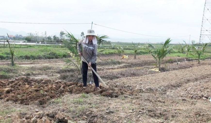 Nông dân Quảng Bình tích cực sản xuất nông nghiệp sau bão lũ - Ảnh 1.
