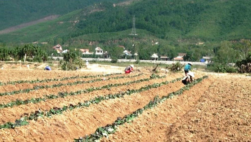 Nông dân Quảng Bình tích cực sản xuất nông nghiệp sau bão lũ - Ảnh 4.