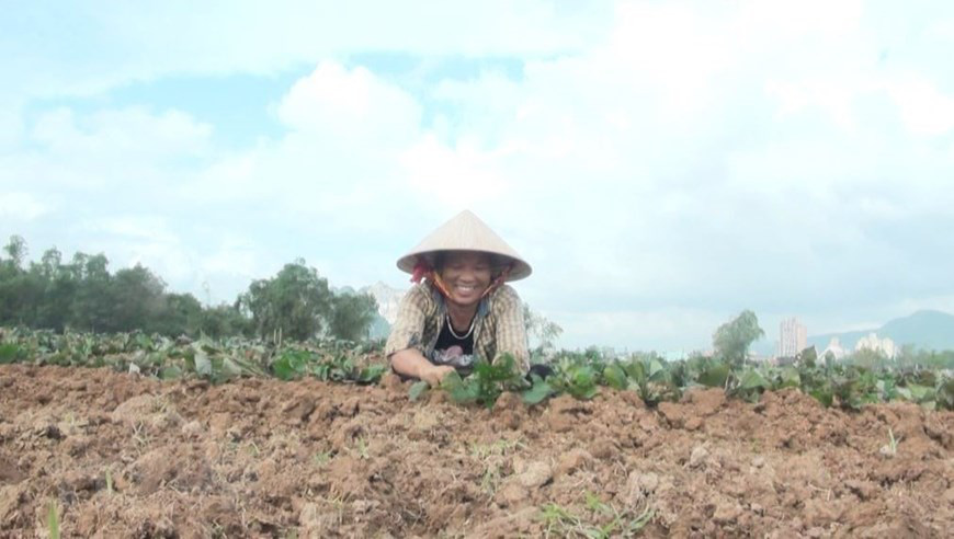 Nông dân Quảng Bình tích cực sản xuất nông nghiệp sau bão lũ - Ảnh 5.