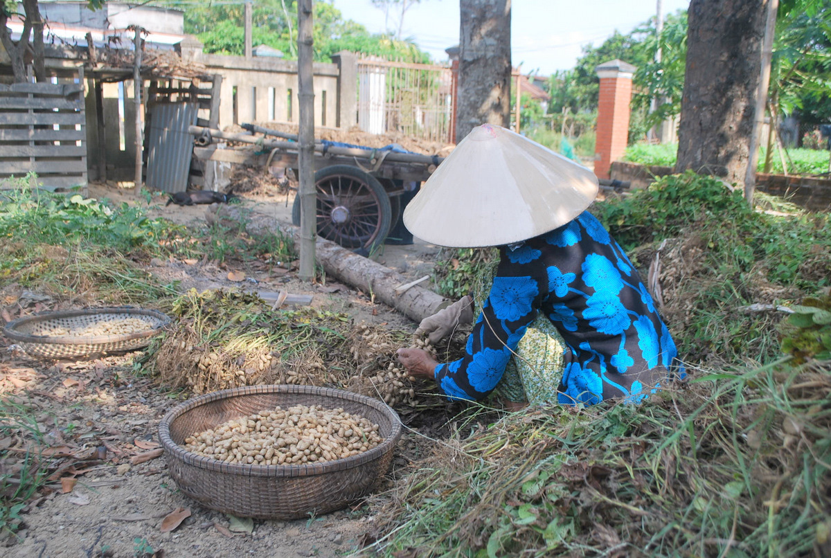 Kể chuyện làng: Tuổi thơ đi qua bao mùa động phộng - Ảnh 6.