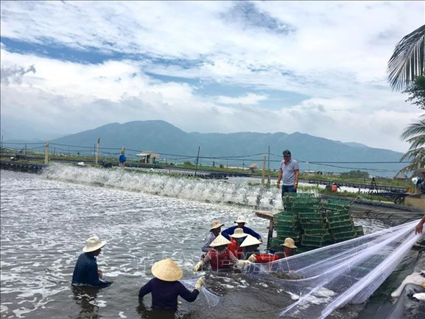 Nuôi tôm công nghệ cao, một ông dân tỉnh Khánh Hòa trúng lớn, chỉ bắt 1 lứa tôm bán đã lời 8 tỷ đồng - Ảnh 5.