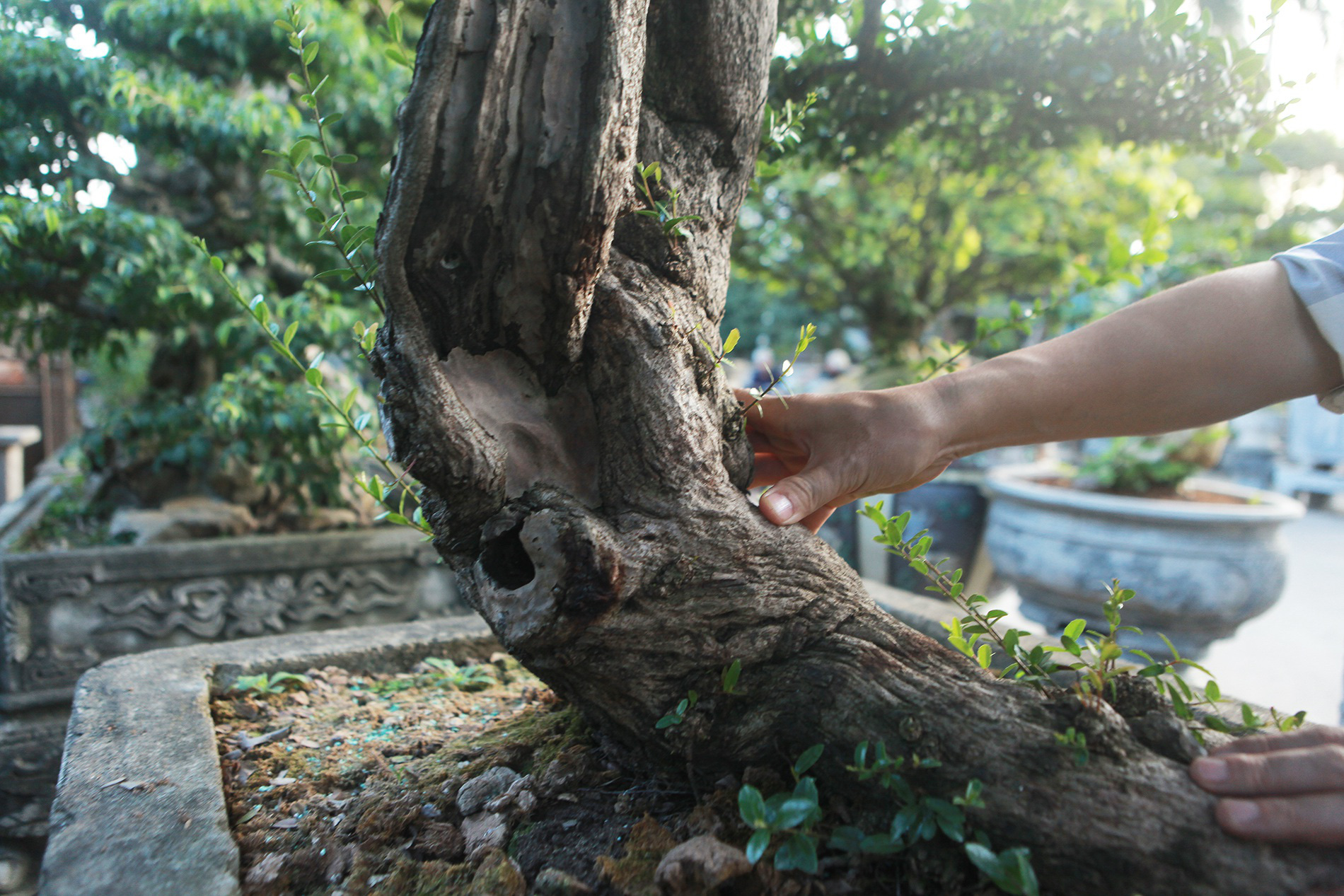 &quot;Hòn ngọc Viễn Đông&quot; giá tiền tỷ, hiếm có khó tìm được cây thứ 2 của một đại gia Hà Nội - Ảnh 8.