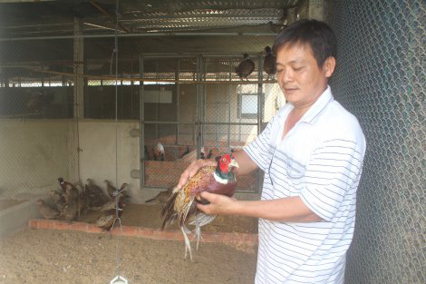 Tây Ninh: Nuôi loài chim mặt đỏ mỏ nhọn bán cho nhà giàu, ông nông dân này cũng giàu lên - Ảnh 1.