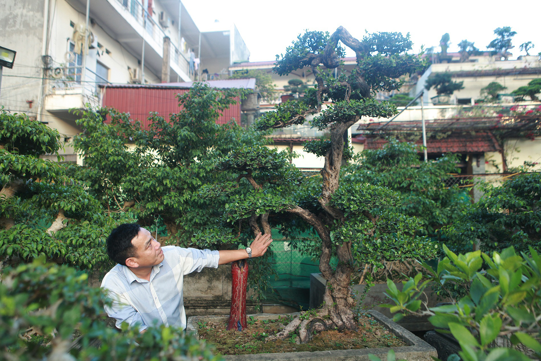 &quot;Hòn ngọc Viễn Đông&quot; giá tiền tỷ, hiếm có khó tìm được cây thứ 2 của một đại gia Hà Nội - Ảnh 3.