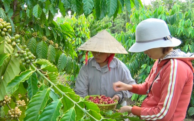 Nông dân Cẩm Mỹ thu hoạch cà phê. Ảnh Lê Quyên