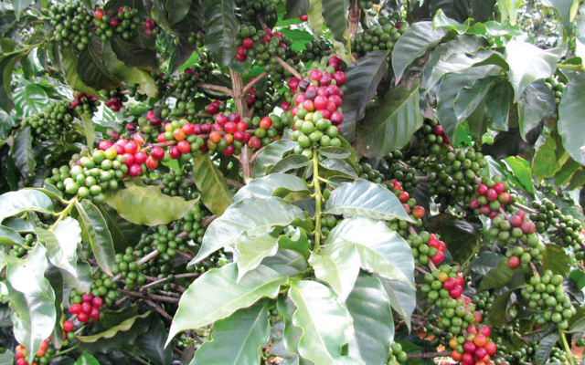 Cà phê thu hoạch muộn sẽ ảnh hưởng lớn đến quá trình phục hồi của cây trồng vụ sau