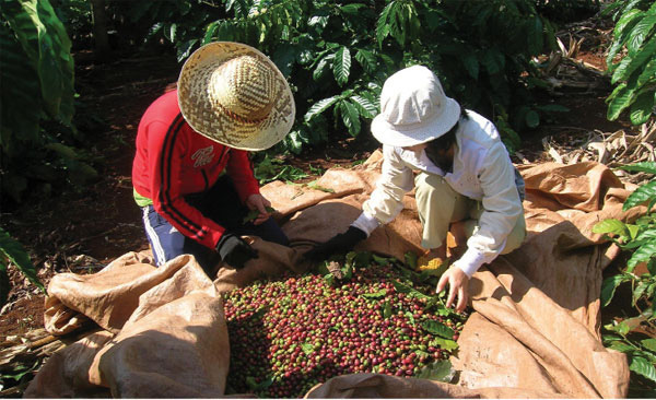 Giá nông sản hôm nay (16/12): Giá cà phê cao nhất tại Đắk Lắk, lợn hơi miền Bắc 73.000 đồng/kg - Ảnh 2.