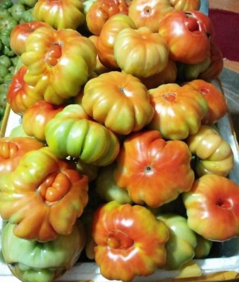 Loại cà chua có hình thù kỳ lạ ở Sơn La vừa đắt vừa xấu xí mà vẫn bán đắt như tôm tươi - Ảnh 2.