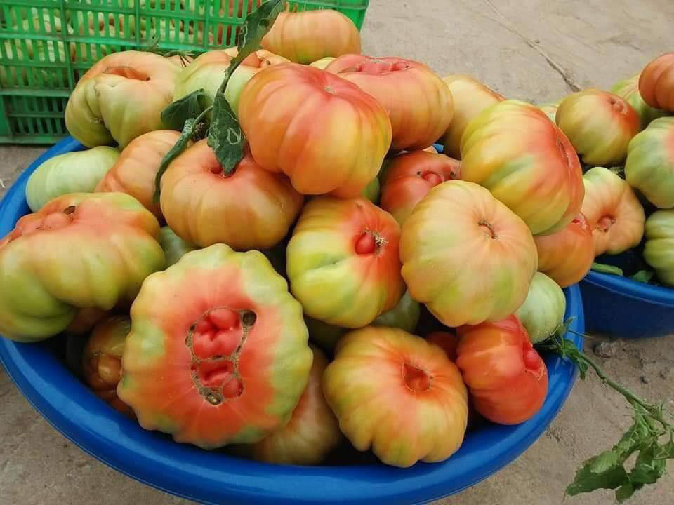Loại cà chua có hình thù kỳ lạ ở Sơn La vừa đắt vừa xấu xí mà vẫn bán đắt như tôm tươi - Ảnh 5.