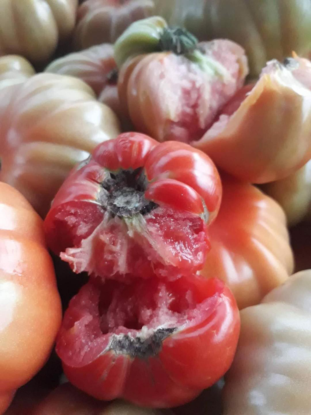 Loại cà chua có hình thù kỳ lạ ở Sơn La vừa đắt vừa xấu xí mà vẫn bán đắt như tôm tươi - Ảnh 6.