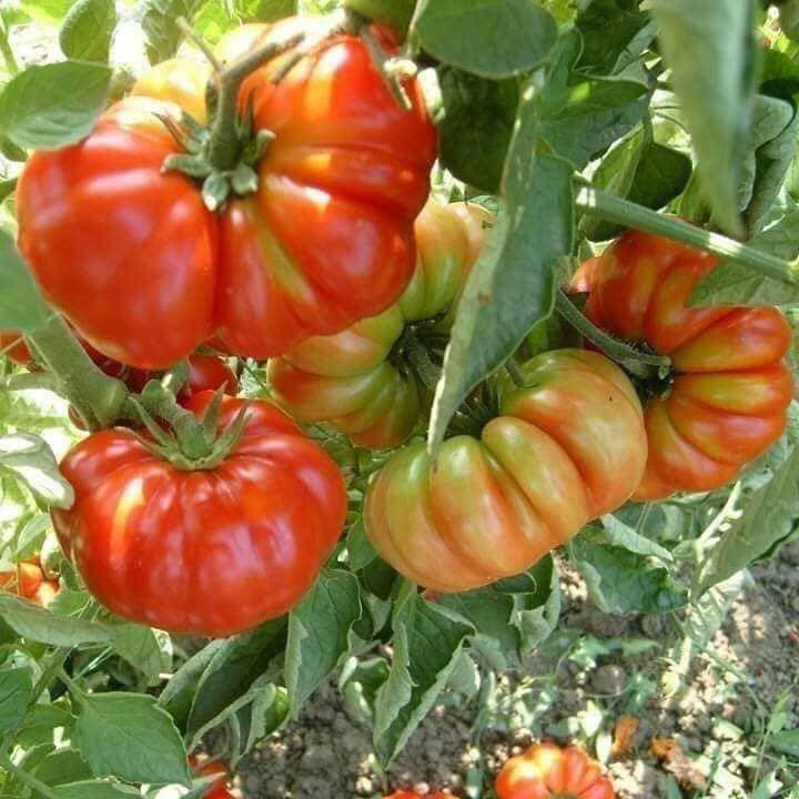 Loại cà chua có hình thù kỳ lạ ở Sơn La vừa đắt vừa xấu xí mà vẫn bán đắt như tôm tươi - Ảnh 7.