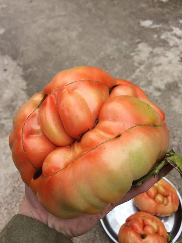 Loại cà chua có hình thù kỳ lạ ở Sơn La vừa đắt vừa xấu xí mà vẫn bán đắt như tôm tươi - Ảnh 9.