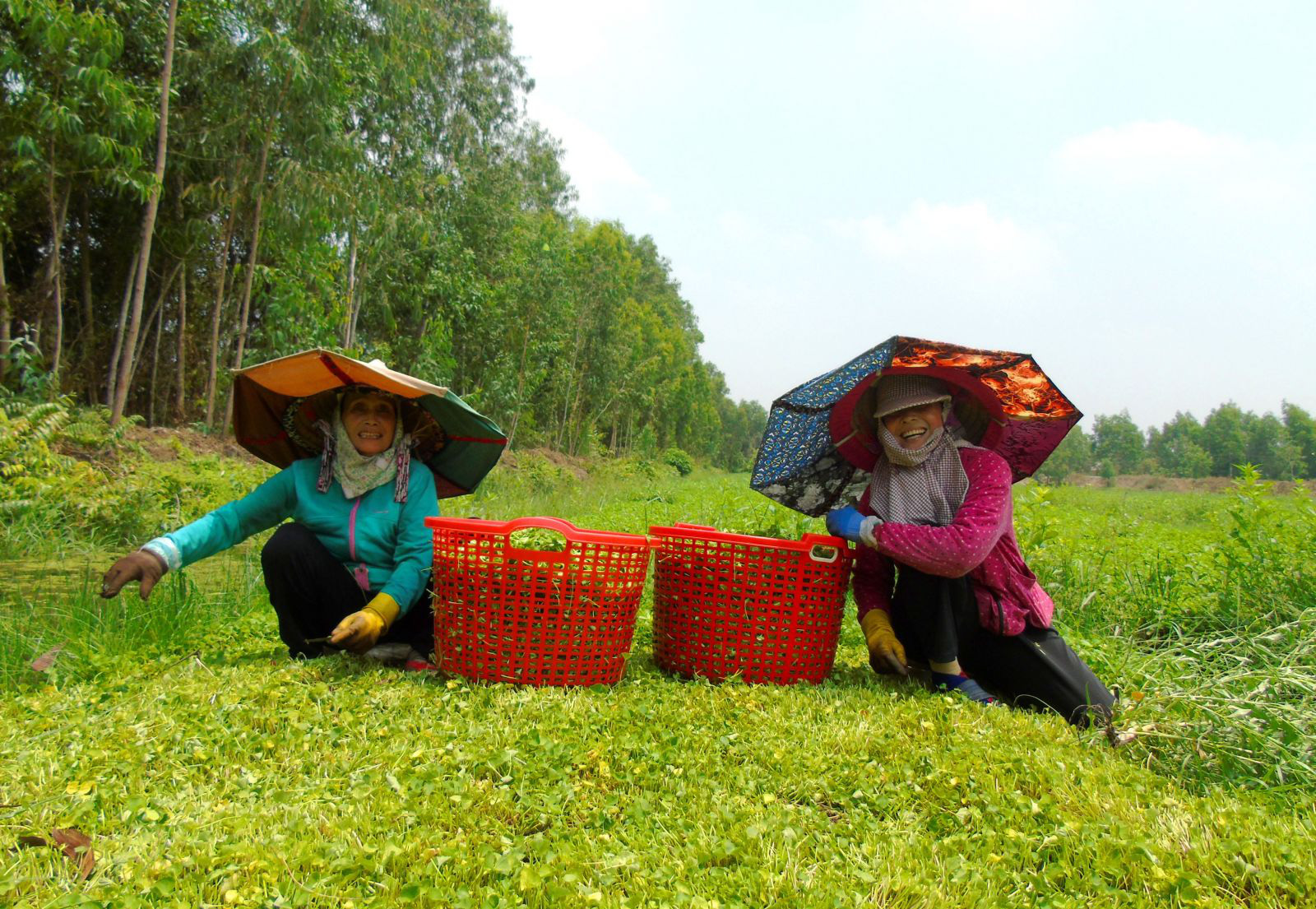 Bỏ trồng lúa và chanh chuyển sang trồng rau má, dân ở xã Hòa Khánh Tây cứ thế mà khấm khá - Ảnh 1.