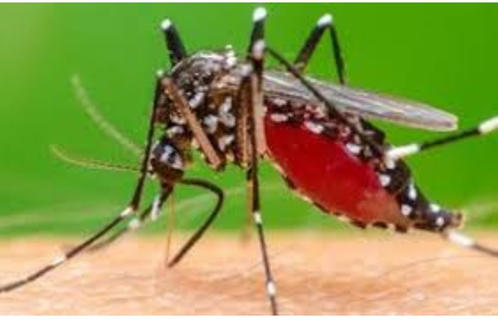 An Giang: Tăng cường kiểm soát và phòng, chống bệnh mới Chikungunya từ Campuchia - Ảnh 2.