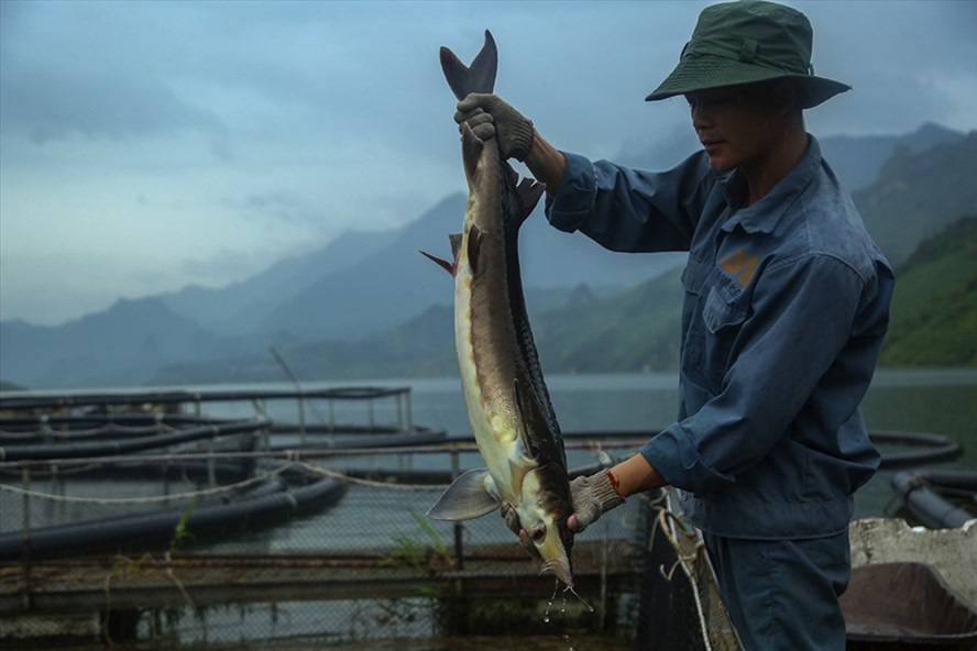 Nguy cơ “vỡ trận” cá tầm Việt: Lao đao bên hồ cá cạn - Ảnh 1.