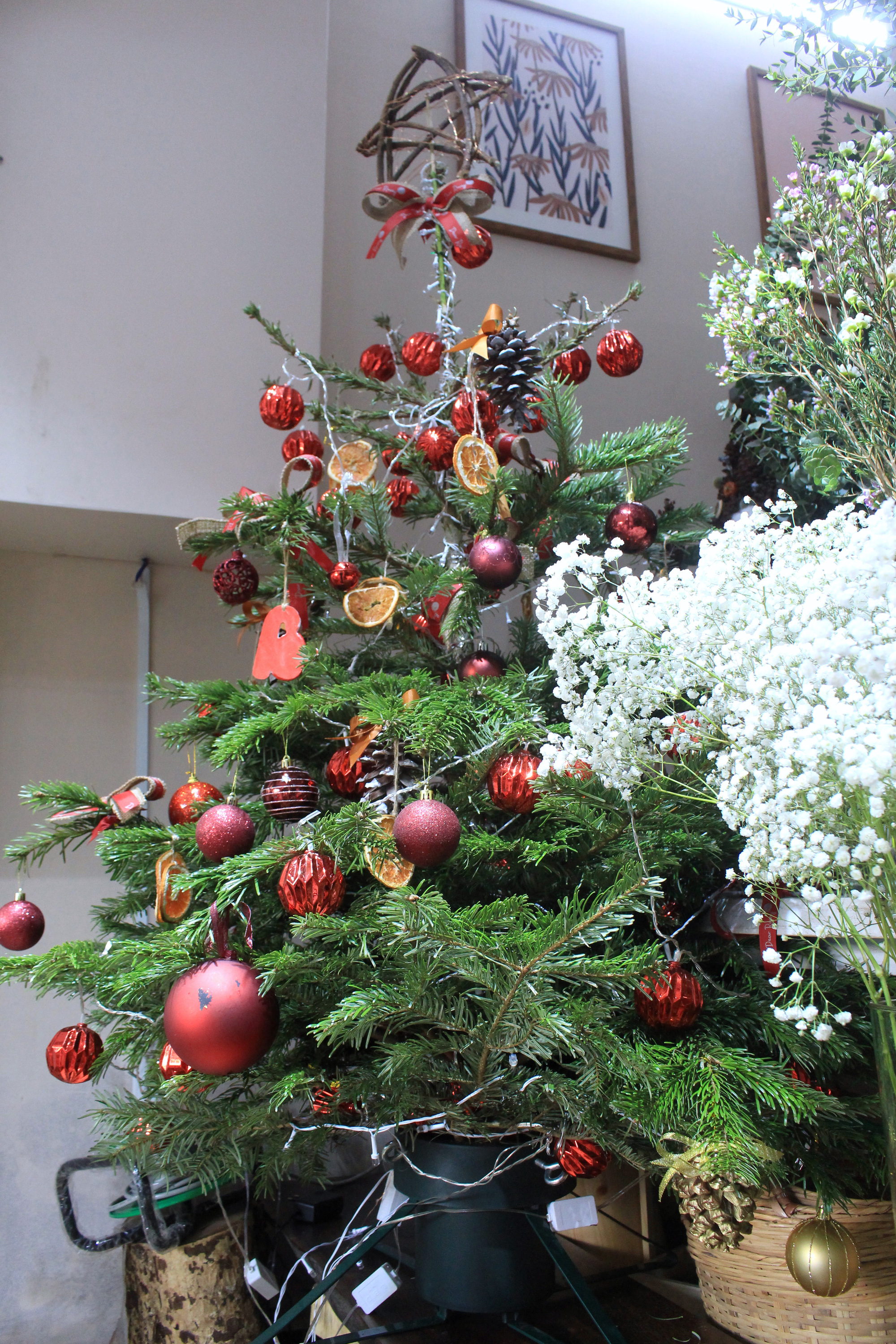 Cây thông Noel luôn là biểu tượng đón chờ cho ngày lễ Giáng sinh. Hãy cùng chiêm ngưỡng những hình ảnh tuyệt đẹp về cây thông Noel để cảm nhận được không khí phiêu lưu và đầy màu sắc của mùa lễ hội này.