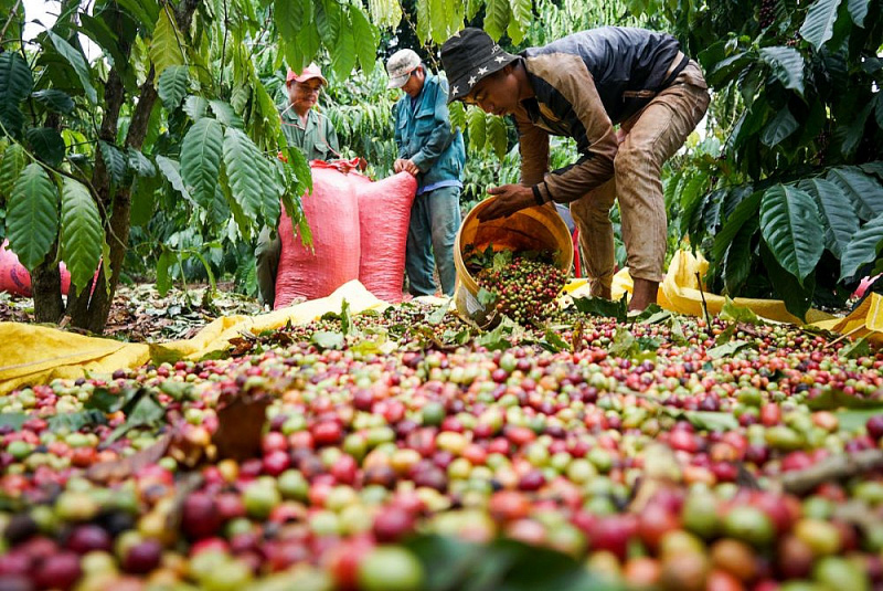 Giá nông sản hôm nay (19/12): Giá cà phê không giữ được mức 33.000 đồng/kg, giá lợn hơi điều chỉnh nhẹ - Ảnh 1.