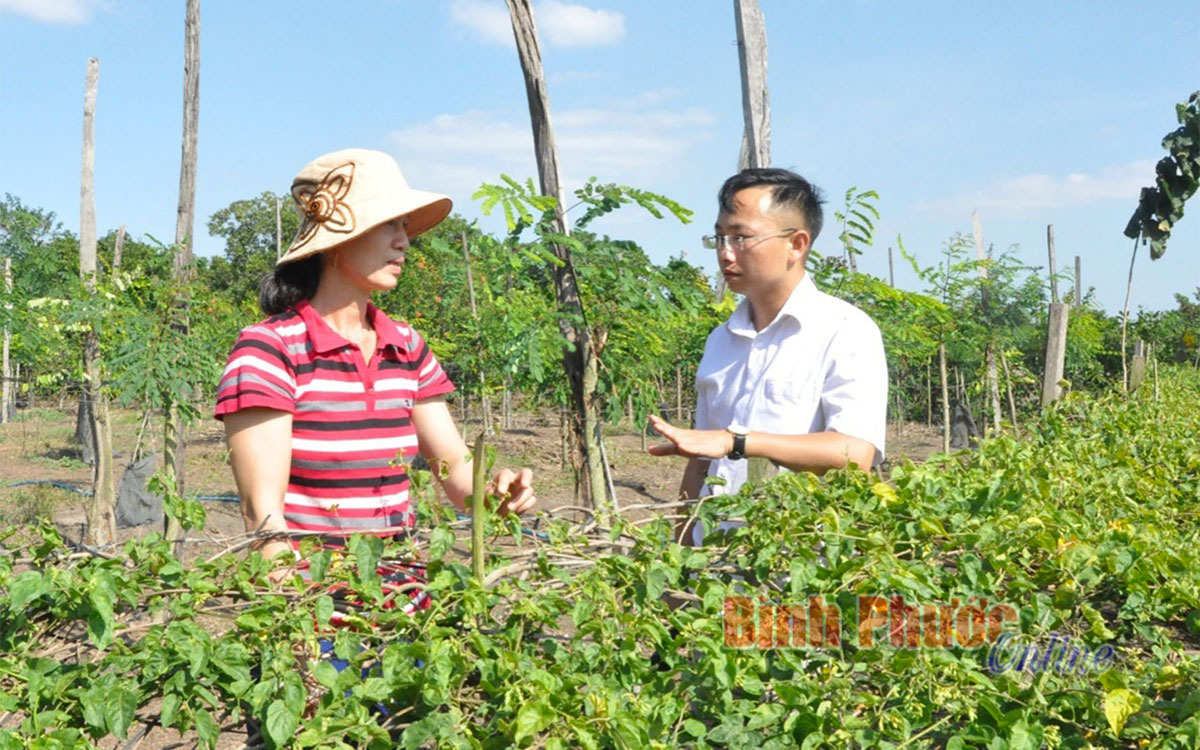 Bình Phước: Trồng cây lạ mang tên cây sachi, bán giống nói như &quot;rót mật vào tai&quot;, dân tự phát dẫn tới tự hại - Ảnh 4.