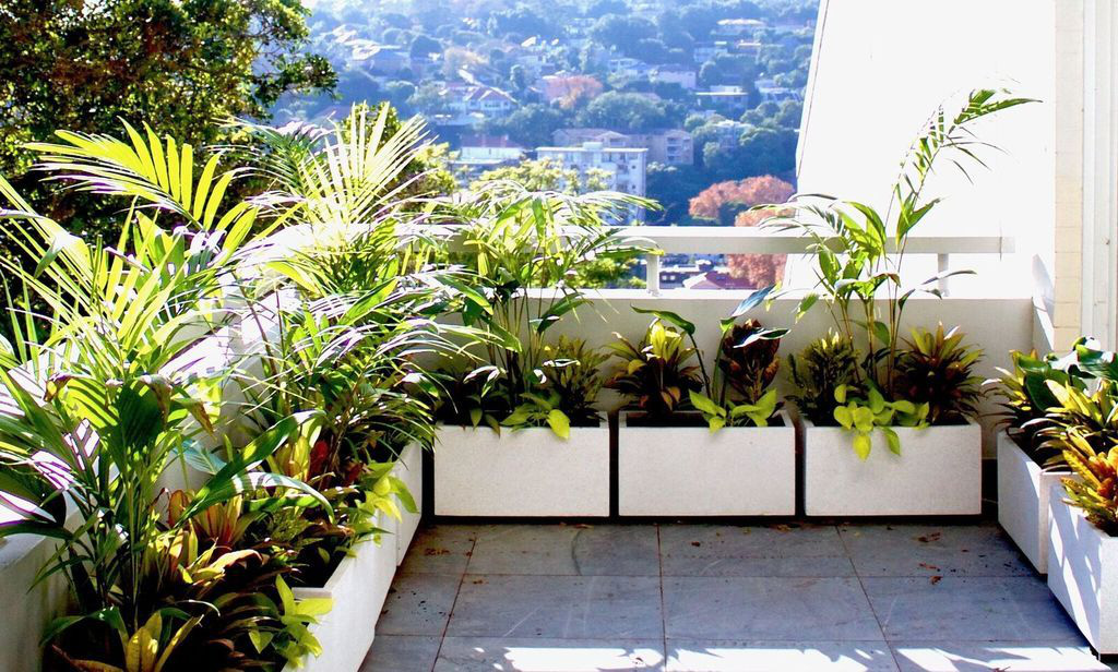 3 nguyên tắc vàng khi trồng cây phong thủy ở ban công chung cư để hút tài lộc vào nhà như nước - Ảnh 2.