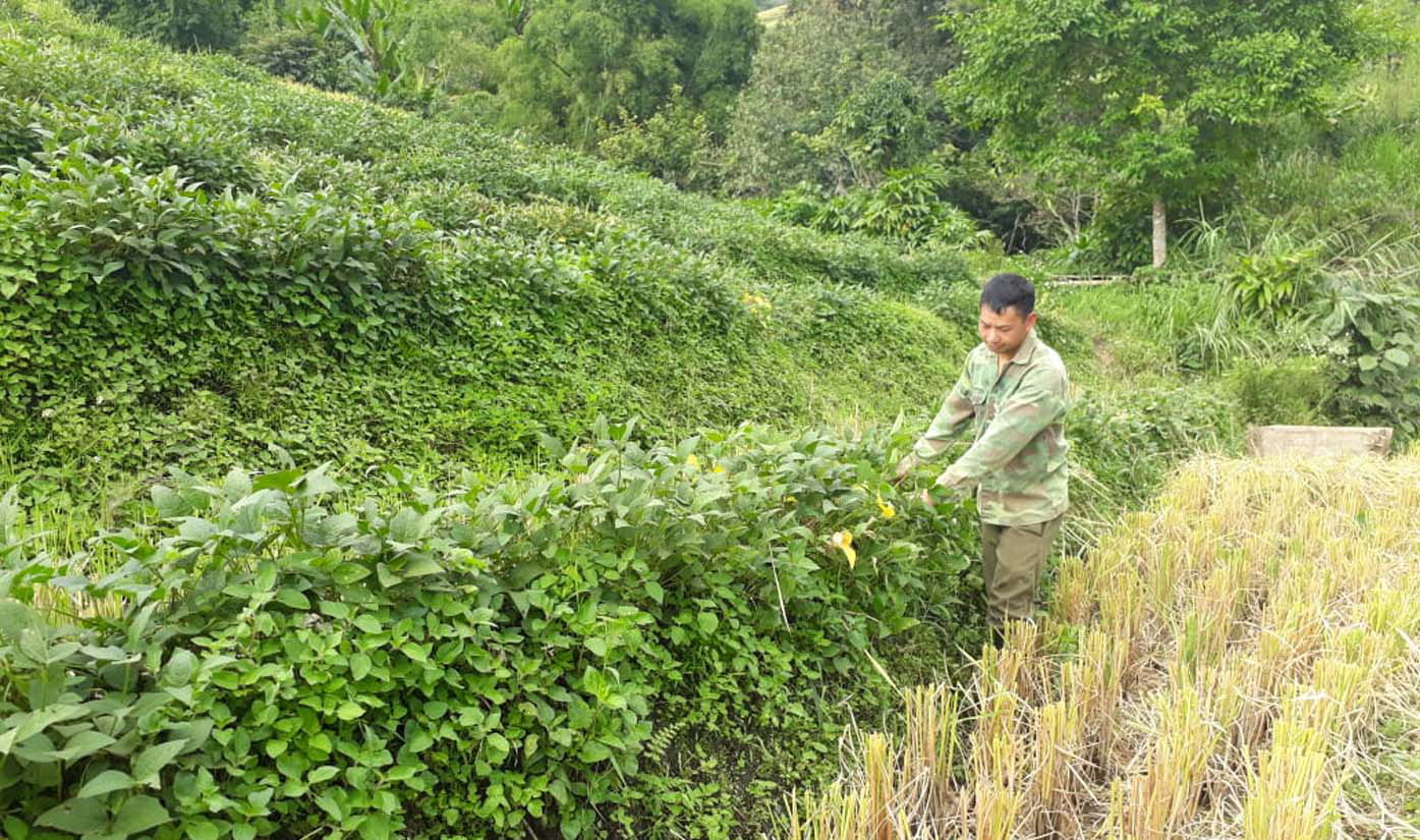 Chuyện lạ Lai Châu: Trồng đậu tương xen lúa, nông dân bất ngờ thu được tiền nhiều hơn - Ảnh 1.