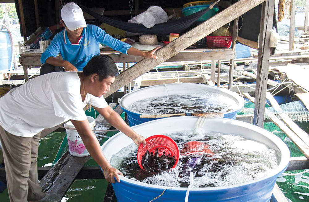 Kiên Giang: Rủ nhau góp vốn nuôi cá đặc sản trên biển, nông dân bất ngờ nhận được điều này - Ảnh 1.