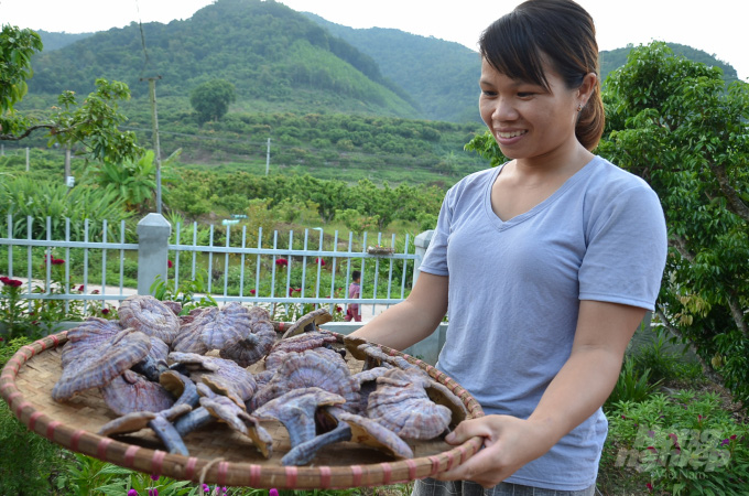 Bắc Giang: Đỏ như ngọc, mọc trong rừng, trước nhiều vô số, nay cạn kiệt là thứ nấm gì ở huyện Sơn Động? - Ảnh 13.