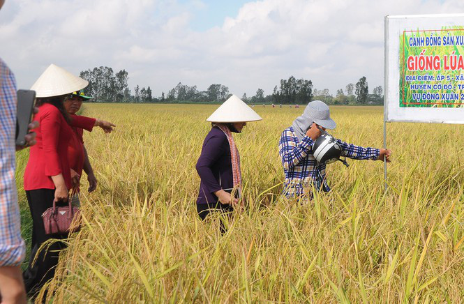 Giá lúa cấp thấp tăng cao, vượt cả lúa thơm - Ảnh 3.