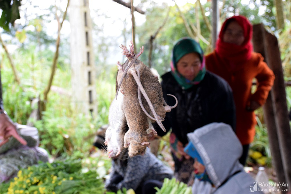 Rét căm căm, dân vẫn mang sâu măng, chuột rừng, mắc khén, rau dại &quot;bán lẻ&quot; ở vùng cao Nghệ An - Ảnh 5.