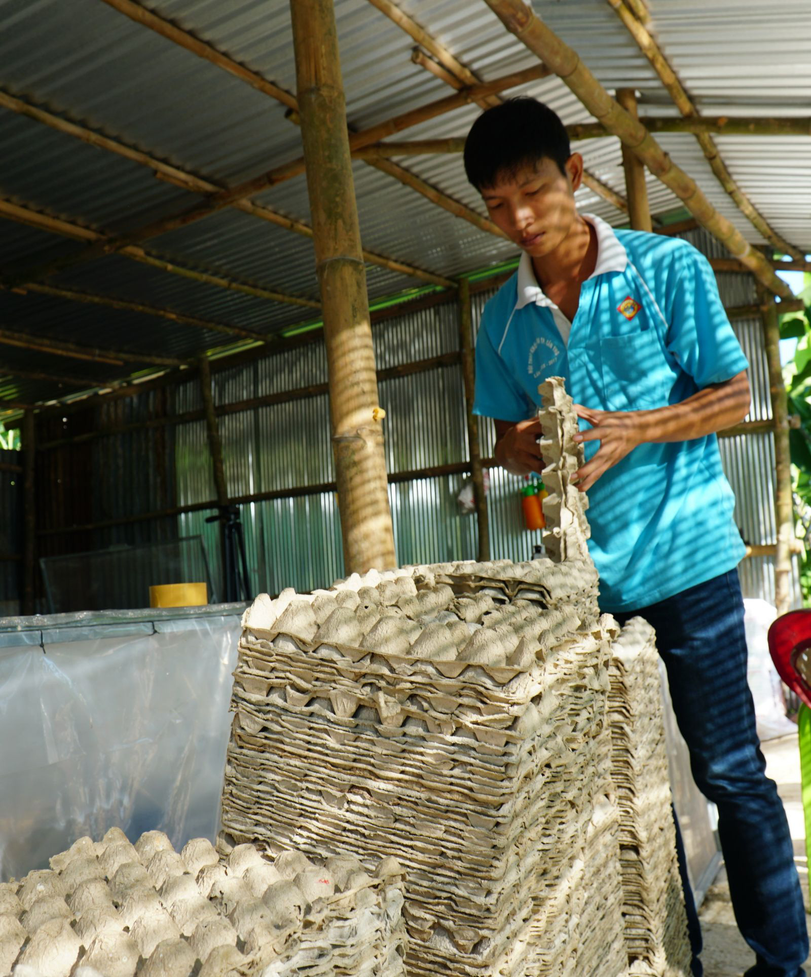 Nuôi loài côn trùng cứ 42 ngày là gáy râm ran, nghiền ăn lá mì, nông dân 9X đất Tây Đô kiếm bộn tiền - Ảnh 8.