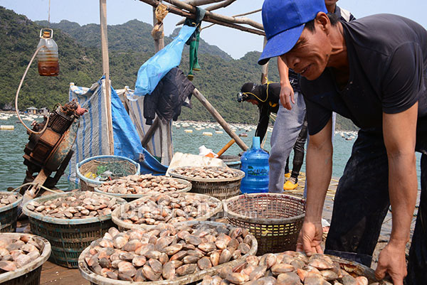 Quảng Ninh: Tăng cường kiểm soát, quản lý nguồn cung ứng giống nhuyễn thể  - Ảnh 1.