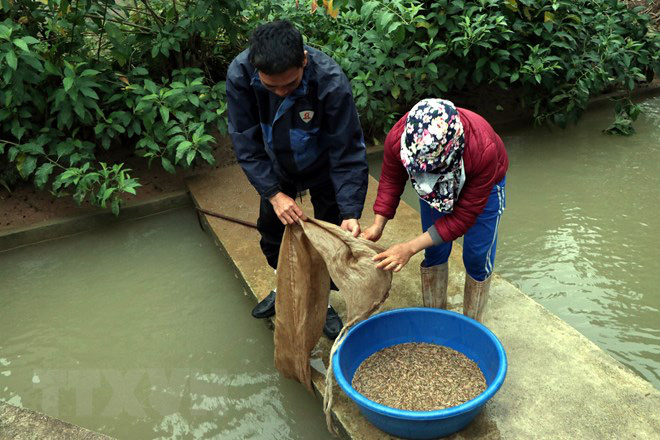 Hải Dương: Đi vớt loài ngọ nguậy trông như giun, thương lái trả nửa triệu đồng/kg, dân ở đây &quot;hốt bạc&quot; - Ảnh 1.