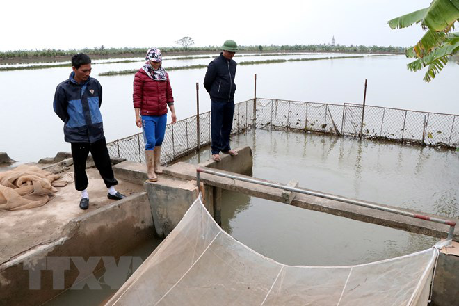 Hải Dương: Đi vớt loài ngọ nguậy trông như giun, thương lái trả nửa triệu đồng/kg, dân ở đây &quot;hốt bạc&quot; - Ảnh 8.