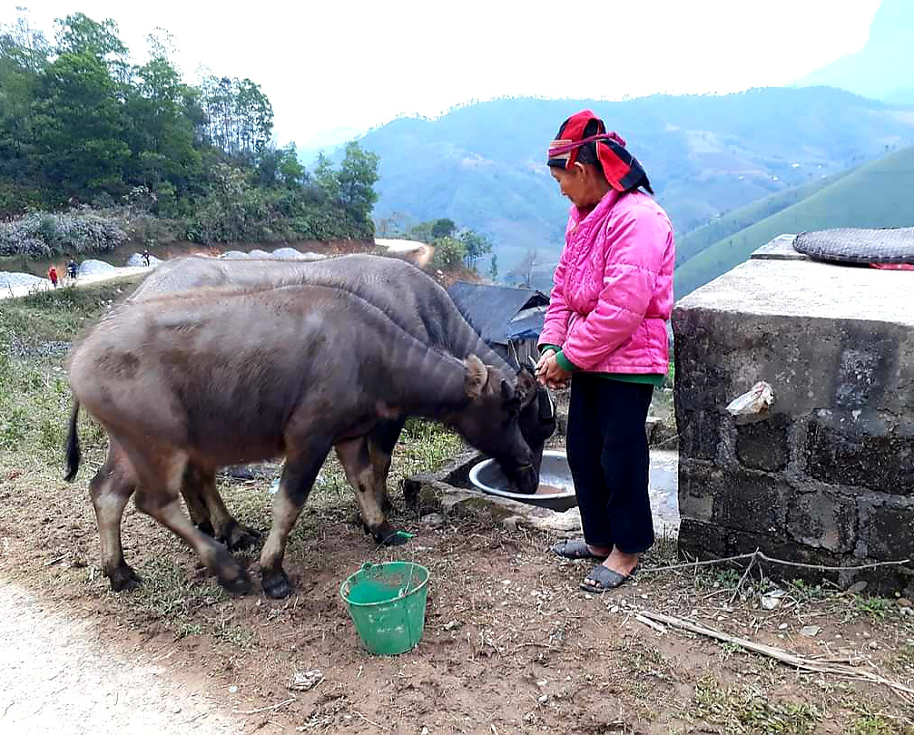 Lạng Sơn: Tăng cường công tác phòng chống đói, rét cho trâu, bò  - Ảnh 1.