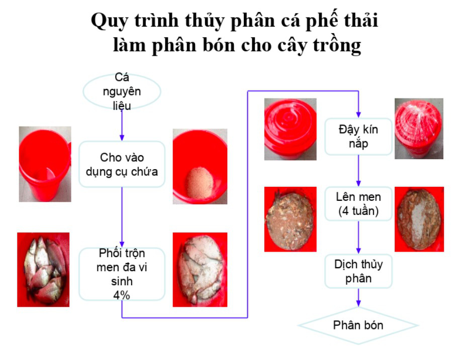 Bí quyết chăm hồ tiêu bằng phân bón làm từ cá và 4 “nàng tiên” hoa vàng - Ảnh 2.