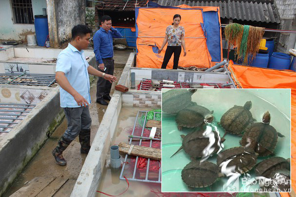 Một ông nông dân tỉnh Nghệ An nuôi ba ba bò lổm ngổm, nuôi lươn nhung nhúc mà nhiều người tìm đến xem - Ảnh 5.
