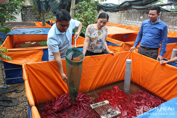 Một ông nông dân tỉnh Nghệ An nuôi ba ba bò lổm ngổm, nuôi lươn nhung nhúc mà nhiều người tìm đến xem - Ảnh 1.