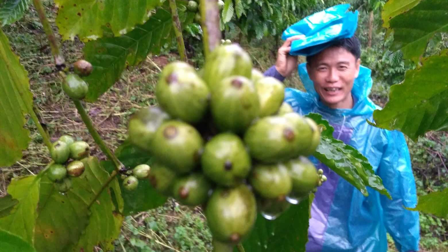 Cà phê Robusta Việt Nam ngày càng được thế giới ưa chuộng - Ảnh 1.